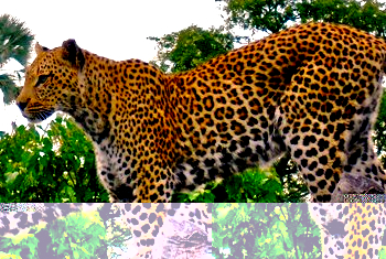 Click to enlarge