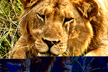 Click to enlarge